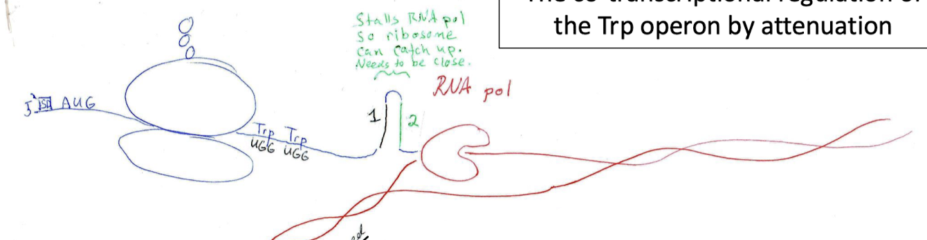 <p>The pause attenuation loop is between regions one and two. It stalls the RNAP so the ribosome can catch up because the ribosome needs to be close for co-transcriptional regulation.</p>