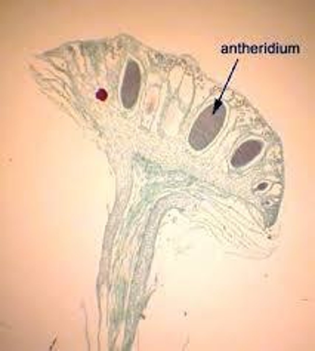 <p>Water is required for sperm transport during reproduction.</p>