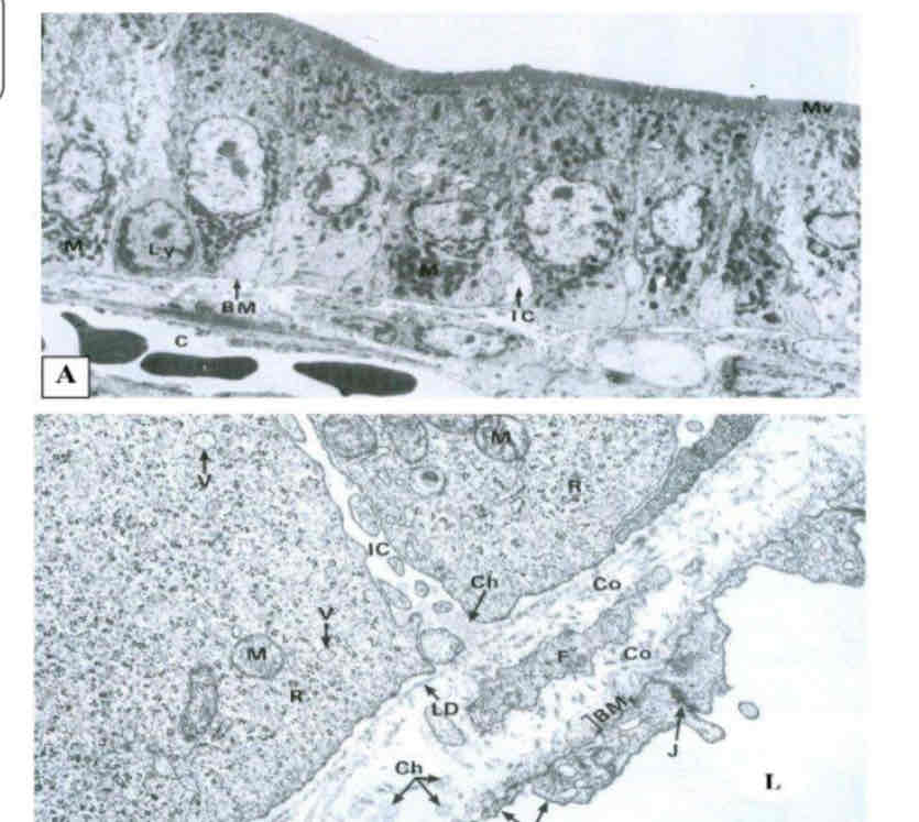 term image