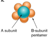 <p>(AB toxin) is a 2 component toxin which is made of the (B subunit) which has toxic activity and the (A subunit) which binds to host cell and delivers (A) to (cytoplasm)</p><p>(A subunit) is also known as the ADP ribosyltransferase and is part of Diphtheria and Cholera toxins</p>