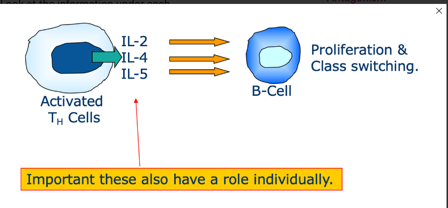 <p>When 2 or more cytokines have the same/similar effect on a cell</p>
