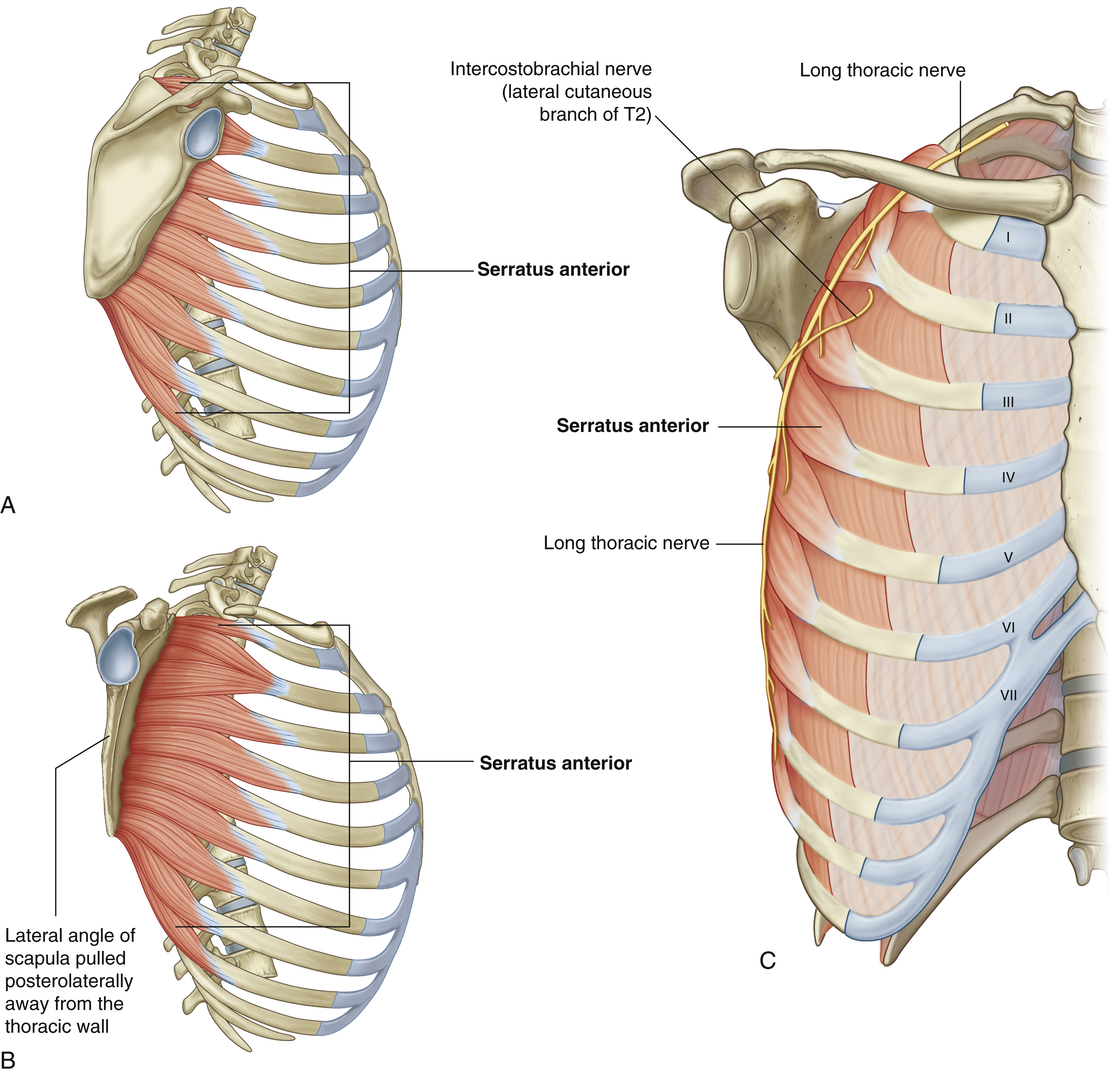 <p>Serratus anterior: origin</p>