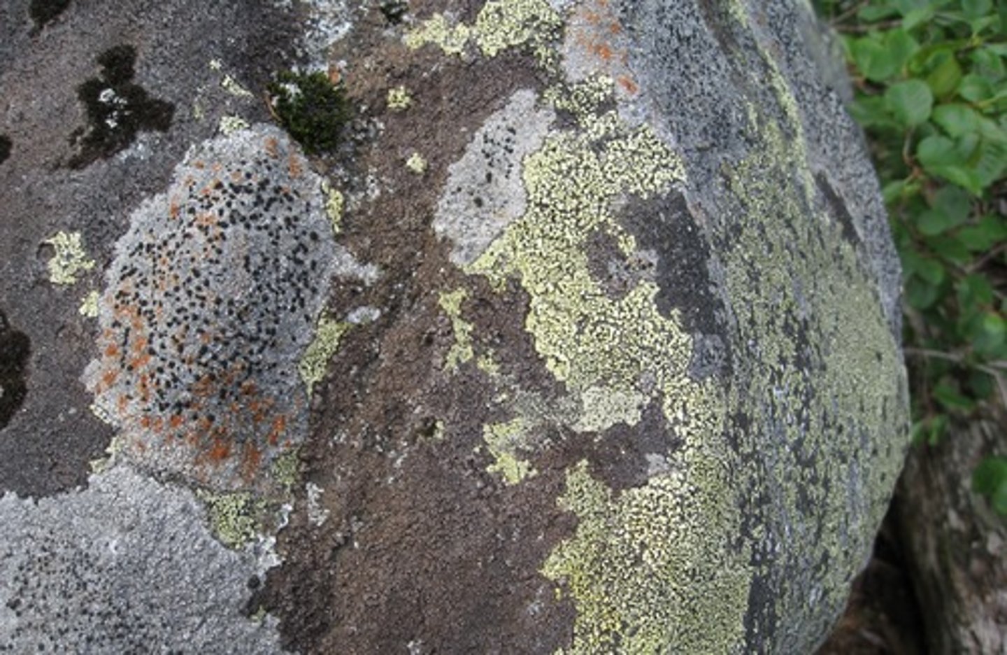 <p>porost - a simple plant-like organism growing on rocks or trees</p>