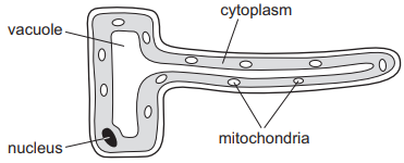 <p>How is this specialised cell adapted to do active transport? </p>