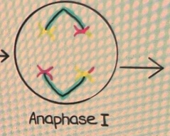 <ul><li><p> die homologen Chromosomen werden von dem Spindelfasern zu den Zellpolen gezogen</p></li></ul>
