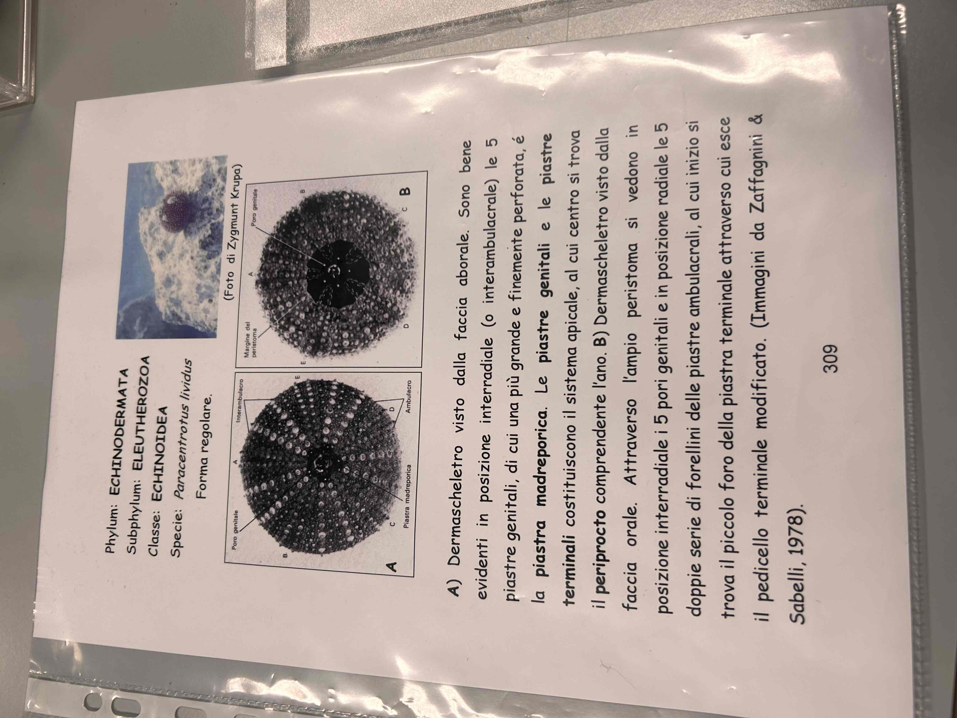 <p>Echinodermata</p><p>Echinoodea</p><p>Paracentrotus lividus</p>