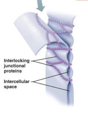 <p>Functions as impermeable barrier</p>