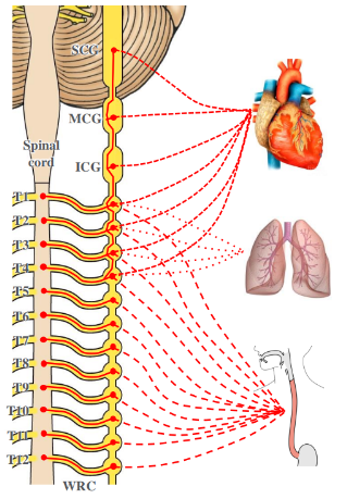 <p>-splanchnic branches</p><p>-cervical and/or thoracic</p><p>-ICG: inferior cervical ganglion</p><p>-MCG: middle cervical ganglion</p><p>-SCG: superior cervical ganglion</p><p>-WR: white rami communicantes</p>