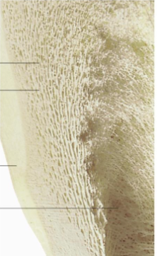 <p>Label this image</p>