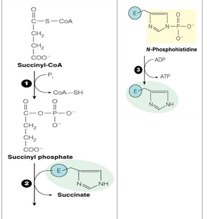 <p><strong>substrate level phosphorylation</strong></p><ul><li><p><strong>Energy of thioester</strong> allows for incorporation of <strong>inorganic phosphate</strong></p></li><li><p>Goes through a<strong> phospho-enzyme intermediate</strong></p></li></ul><p></p>