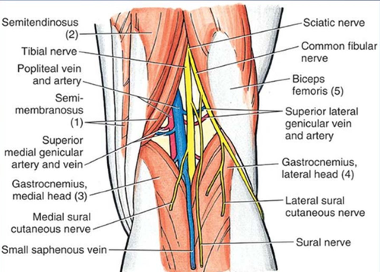 <p>-Tibial nerve</p><p>-Common peroneal (fibular) nerve</p><p>-Popliteal vessels</p><p>-Origins of sural nerve</p>