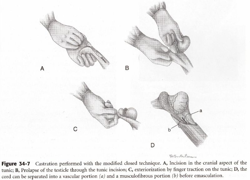 <ul><li><p>Incise parietal vaginal tunic proximal to testicle</p></li><li><p>Hook fingers into inverted vaginal tunic</p></li><li><p>Strip scrotal fascia from spermatic cord</p></li><li><p>Extend incision in the vaginal tunic</p></li><li><p>Emasculate the spermatic cord</p></li></ul><p></p>