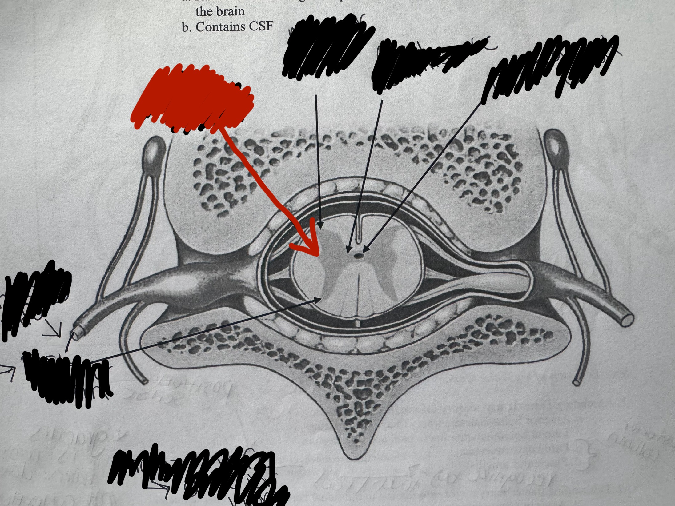 term image