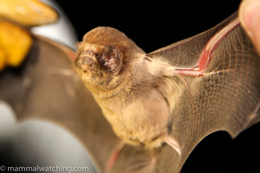<p>Ghost-faced Bat</p>