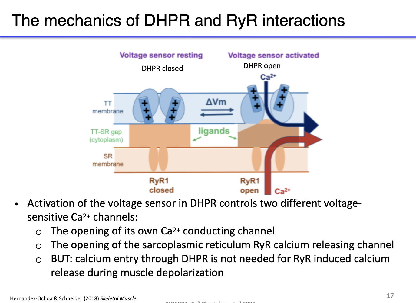 <ul><li><p><strong>Calcium sources comparison:</strong></p><ul><li><p><strong>SR Ca²⁺ release:</strong> Major contributor to cytosolic Ca²⁺, drives muscle contraction efficiently.</p></li><li><p><strong>Extracellular Ca²⁺ via DHPR:</strong> Small contribution, insufficient alone to trigger full contraction.</p></li></ul></li></ul><ul><li><p><strong>Experimental insight:</strong> Blocking extracellular Ca²⁺ (DHPR) still allows full contraction via SR; blocking SR Ca²⁺ prevents effective contraction even with extracellular Ca²⁺.</p></li></ul><p></p>