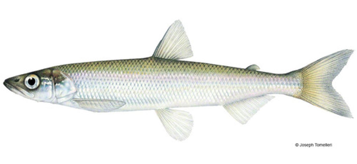 <p>Esociformes- Pike</p><p>Salmoniformes-Salmon and Trout</p><p>Osmeriformes-Smelts</p>