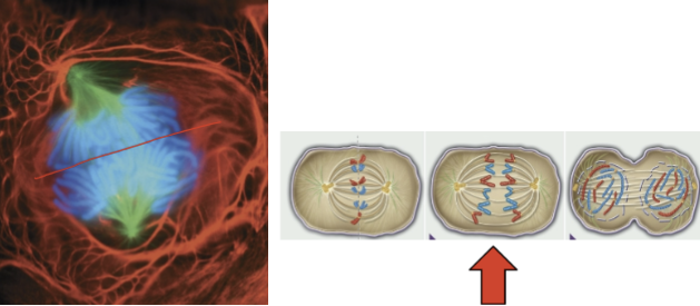 <ul><li><p>sister chromatids separate</p></li><li><p>kinetochore microtubules shorten</p></li><li><p>chromosomes move to opposite poles of the spindle apparatus</p></li></ul><p></p>