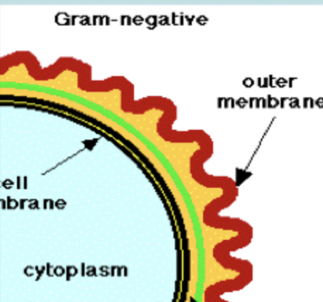 <p>bacteria with <span><span>a distinctive cell envelope with a thin peptidoglycan layer situated between an inner cytoplasmic membrane and an outer membrane (so peptidoglycan isn’t outer layer) </span></span>that do not retain the crystal violet stain used in the Gram staining method of bacterial differentiation</p>