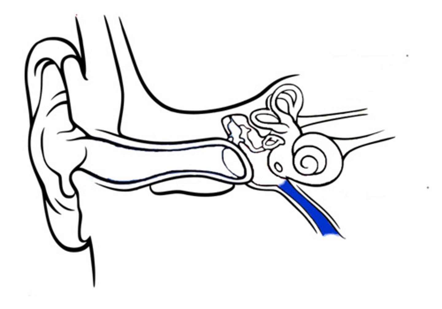 <p>A narrow tube between the middle ear and the throat that serves to equalize pressure on both sides of the eardrum</p>