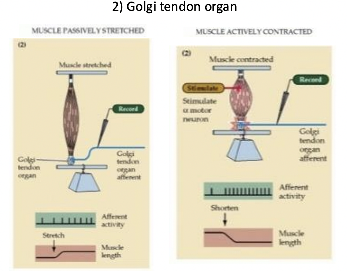 <p>How squished the muscle gets, firing accordingly. </p>
