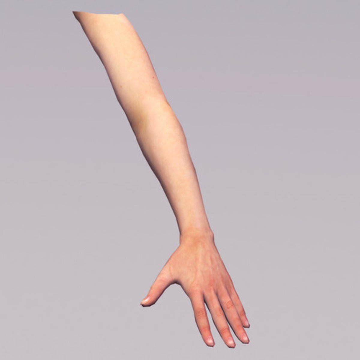 <p>upper limb / arm</p>