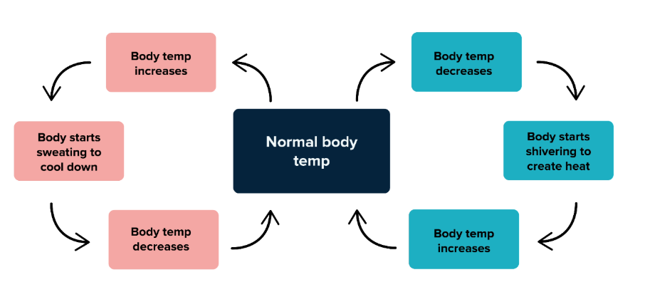 <p>Describe how a feedback loop works?</p>