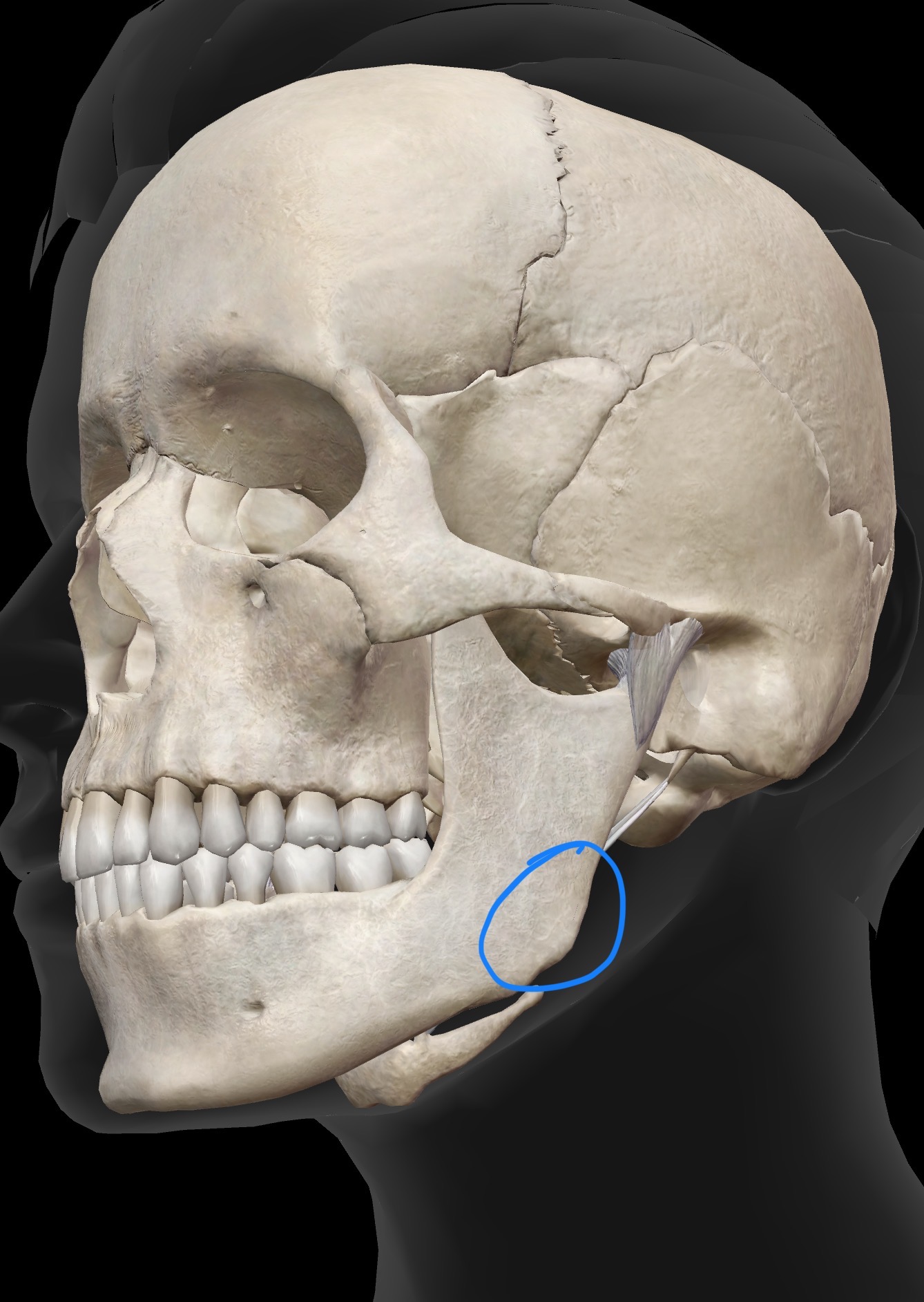 <p>What is the name for this bone and bone landmark, what does the landmark do?</p>
