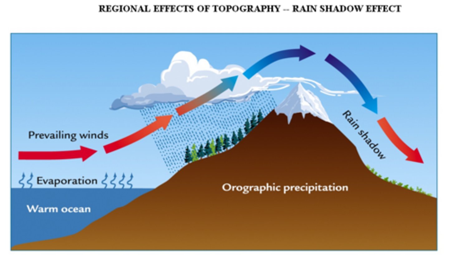 <p>The upwind of the mountain is very wet. Meanwhile the Downside is dry. The Downwind is like a desert biome. The Upwind of this biome is similar Coniferous Evergreen Forest in colder areas and Temperate deciduous forest in moderate areas</p>