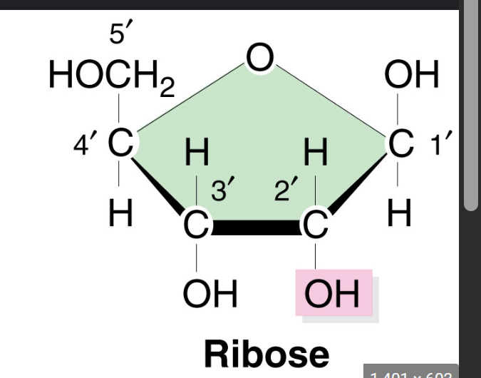 <p>2’ and 3’ OH group </p><p><strong>backbone of RNA </strong></p>