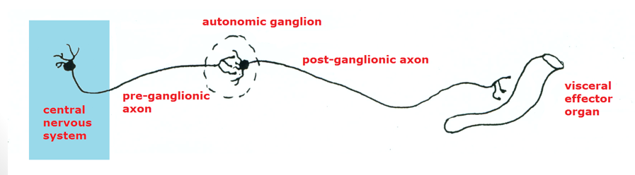 <p>run from the <strong>CNS </strong>to a <strong>ganglion </strong>(mass of nerves) where they <strong>connect </strong>with a second <strong>group</strong></p>