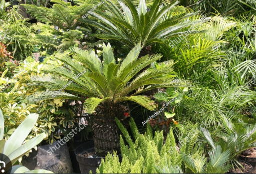 <p>phylum cycadophyta</p>