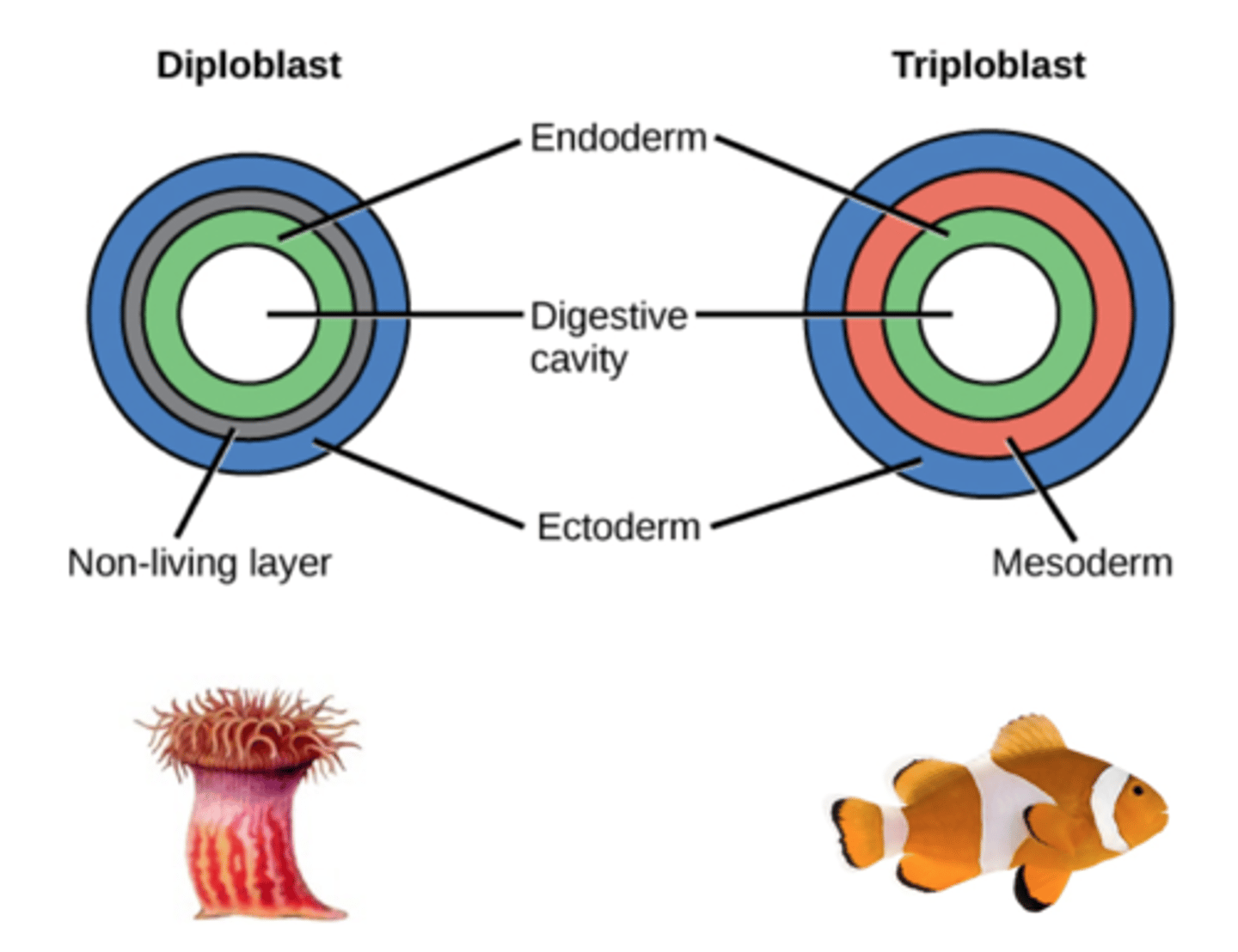 <p>They are triploblastic (3 germ layers) with true tissues (a collections of cells that can work together to perform a task). The three layers are the endoderm, mesoderm, and ectoderm.</p>