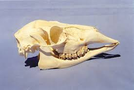 <p>big skull, LONG snout with lots of pointed teeth</p>