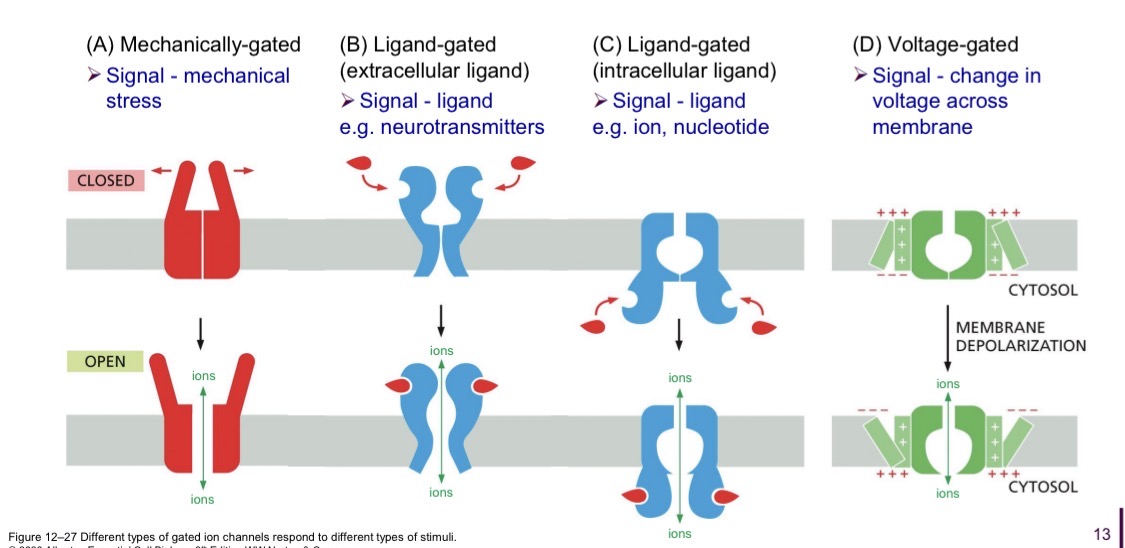 <ol><li><p>Mechanically-gated: plasma membrane mechanical stress</p></li><li><p>Ligand-gated (extracellular): ligand signal</p></li><li><p>Ligand-gated (intracellular): ligand signal</p></li><li><p>Voltage-gated: change in voltage signal</p></li></ol><p></p>