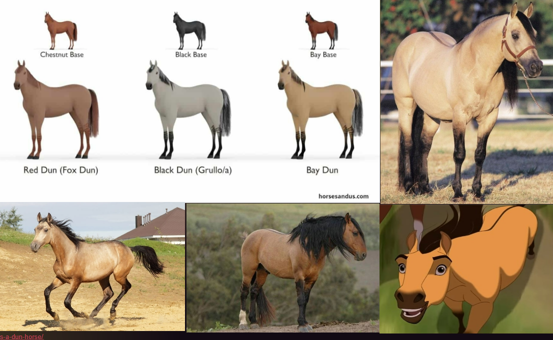 <ul><li><p>coat color</p></li><li><p>Yellow, golden (but other colors).</p><p>Have dark points, dorsal stripe and might have primitive leg barring.</p></li></ul><p></p>