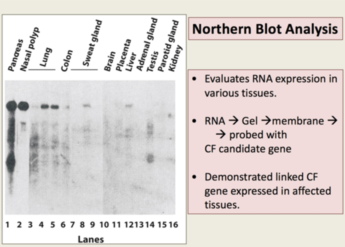 <p>exhibit low expression in normal cells but show high expression in cancer cells</p>