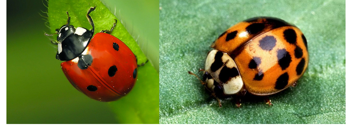 <p>Que montre l’exemple des coccinelles communes et asiatiques?</p>