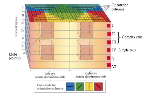 <p>a local region of V1 that may contain all the possible tuning information associated with one region of the visual receptive field</p>