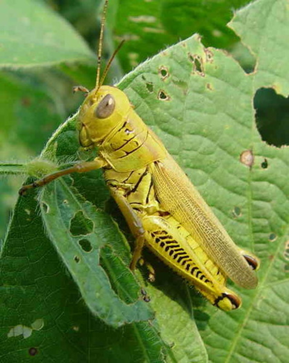 <p>Grasshopper Family</p>