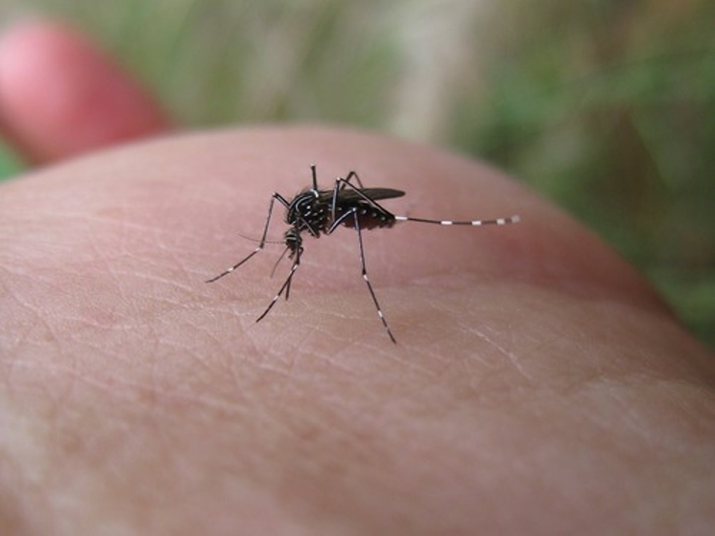 <p>A tropical viral disease affecting the liver and kidneys, causing fever and jaundice and often fatal. It is transmitted by mosquitoes. Caused problem in the construction of the Panama Canal.</p>
