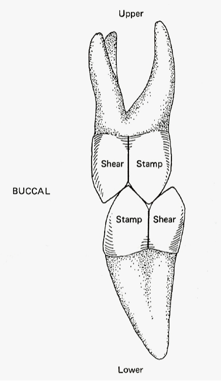 <p>Guiding, Non loading baring cusps that do not normally occlude with opposing occlusal surface - BULL (Buccal Upper, Lingual Lower)</p>