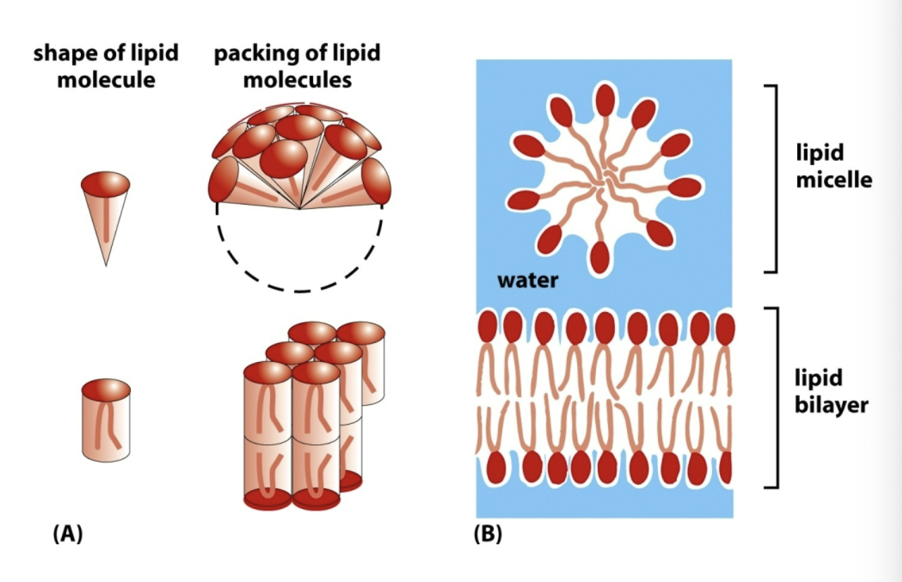 <p>Self-assemble into bilayer membrane</p><p>NO HYDROPHOBIC FORCE that causes them to cluster </p><p>Water molecules are most stable when interacting with hydrophillic heads, which means hydrocarbon tails associate with each other. </p>