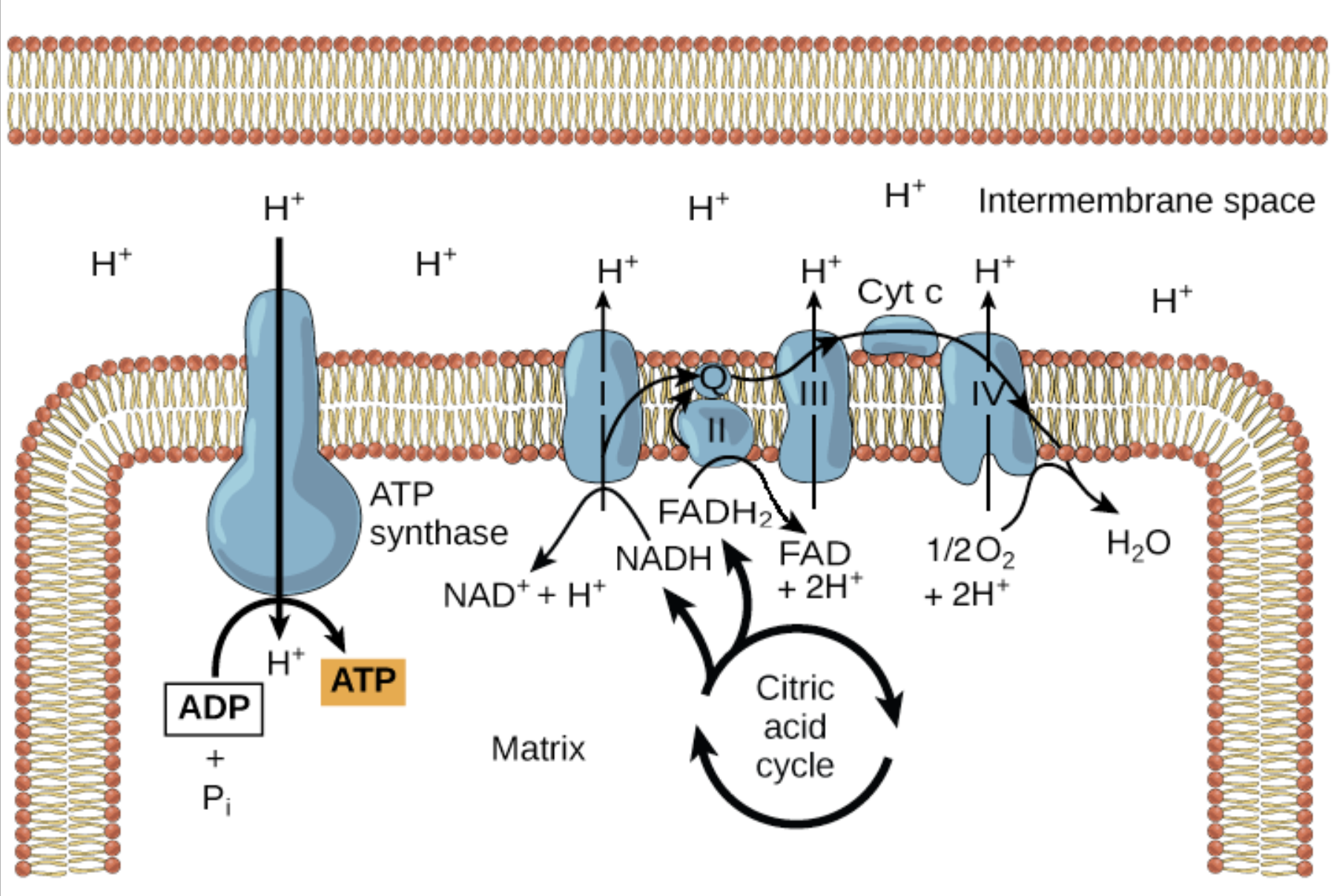 <p>How is the proton gradient used to generate ATP? </p>