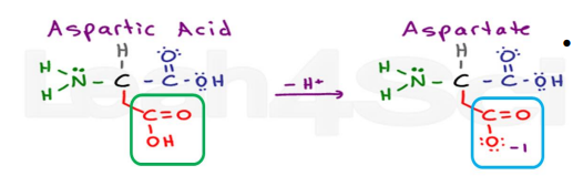 <p><strong>Ionization of aspartic and glutamic acid</strong></p><ul><li><p>The acid group (shown in the green box) loses a proton, which is typical acid behavior.&nbsp;</p></li></ul><p></p>