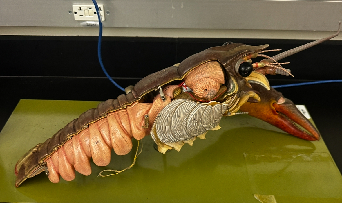 <p>Identify (Grouping(s), Phylum, Subphylum)</p>