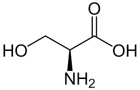 <p>Side chain has an alcohol functional group; can be phosphorylated converting hydroxyl to a phosphate group (and a negative 2 charge at neutral pH); polar, uncharged.</p>