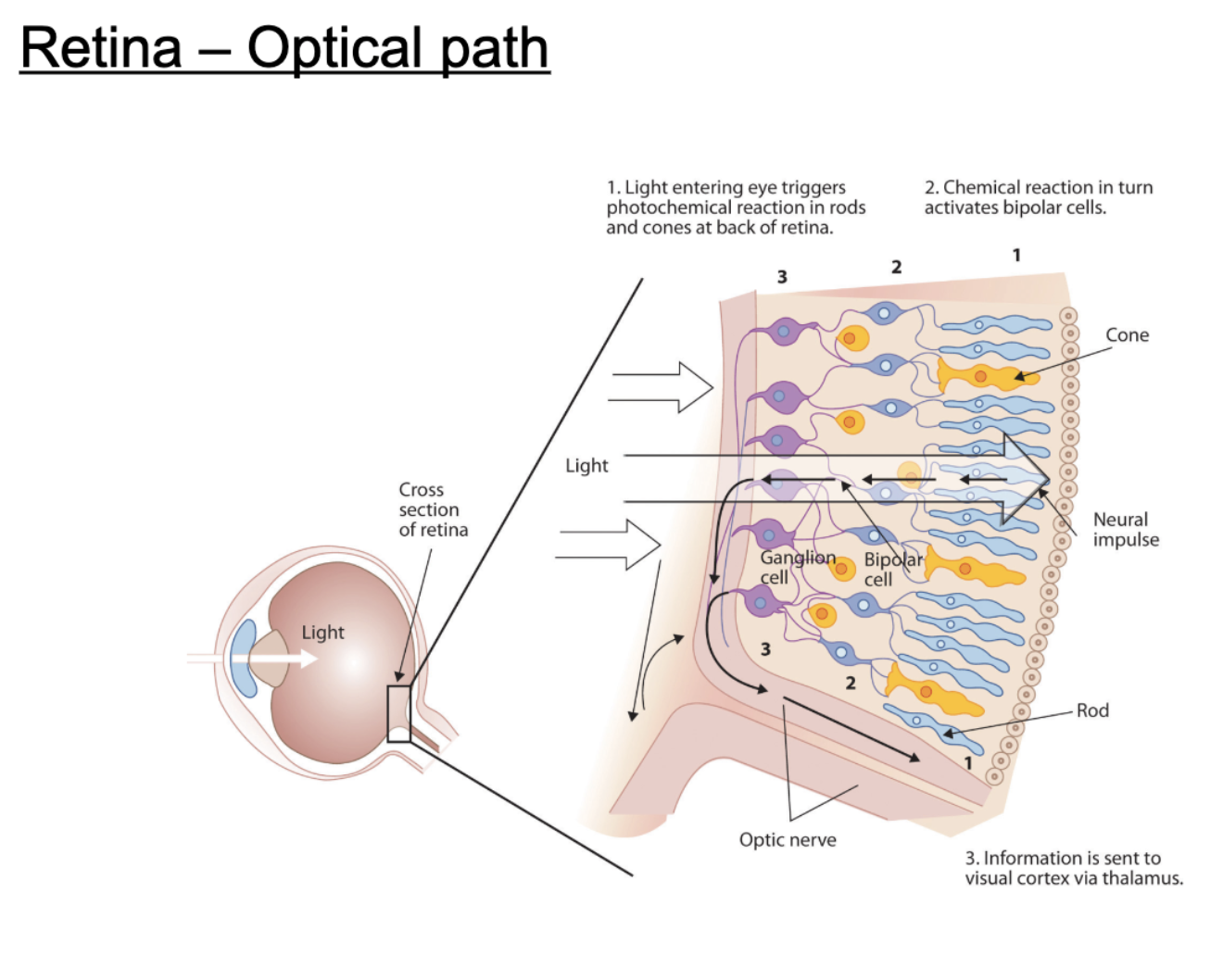 <ol><li><p>light entering eye triggers photochemical reaction in rods/cones at back of retina</p></li><li><p>chemical reaction activates bipolar cells</p></li><li><p>information sent to visual cortex via thalamus</p></li></ol><p></p>