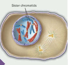<p>start of mitosis</p>