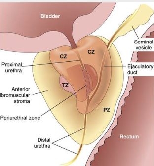<p>transitional zone</p>
