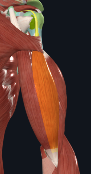 <p>What is this part of the biceps brachii called</p>